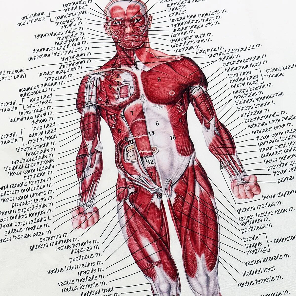 Мышечная система человека анатомия плакат. Атлас анатомия человека мышечная система. Анатомия человека атлас скелет и мышцы. Мышечная система человека атлас схема. Назовите мышцы человека