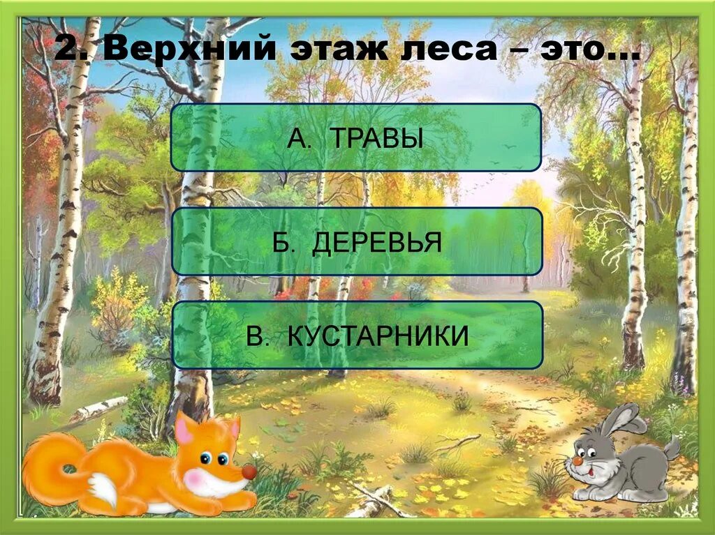 Этажи леса для дошкольников. Модель этажи леса. Этажи леса презентация. Лес многоэтажный дом для дошкольников. Этажи леса схема.