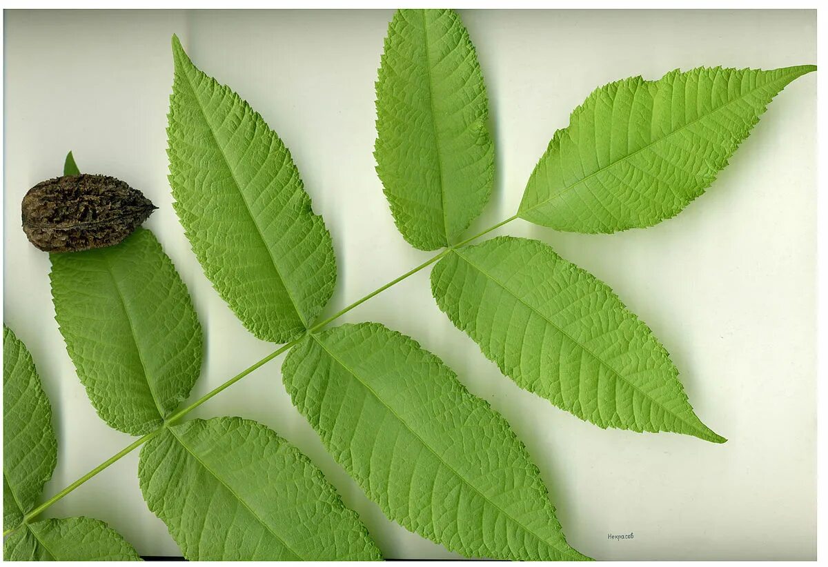 Файл:Juglans cinerea 001 Nekrasov.jpg - Вікіпедыя