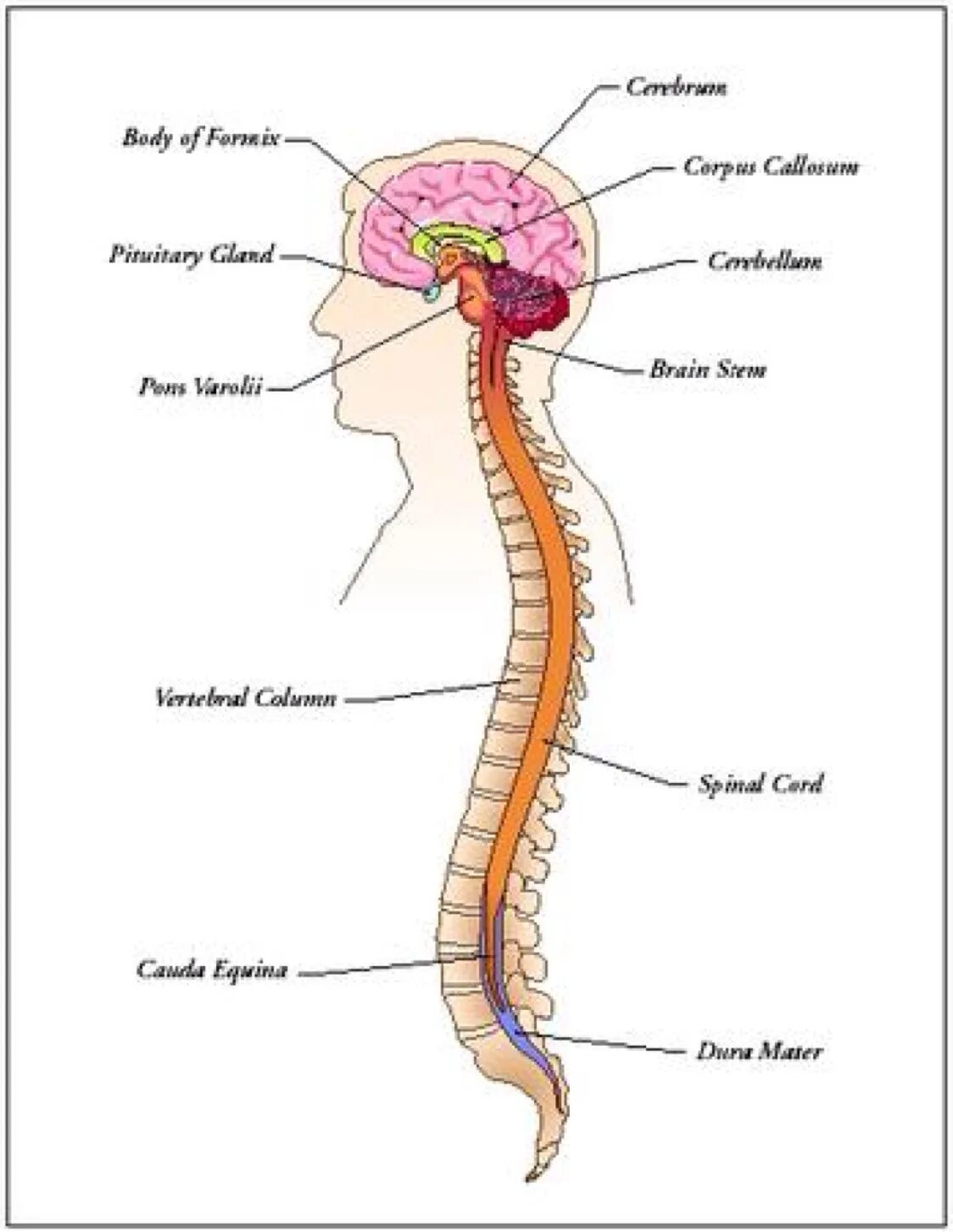 Нервная система. Анатомия центральной нервной системы. Система спинного мозга. Спинной мозг нервная система. Нервная система латынь