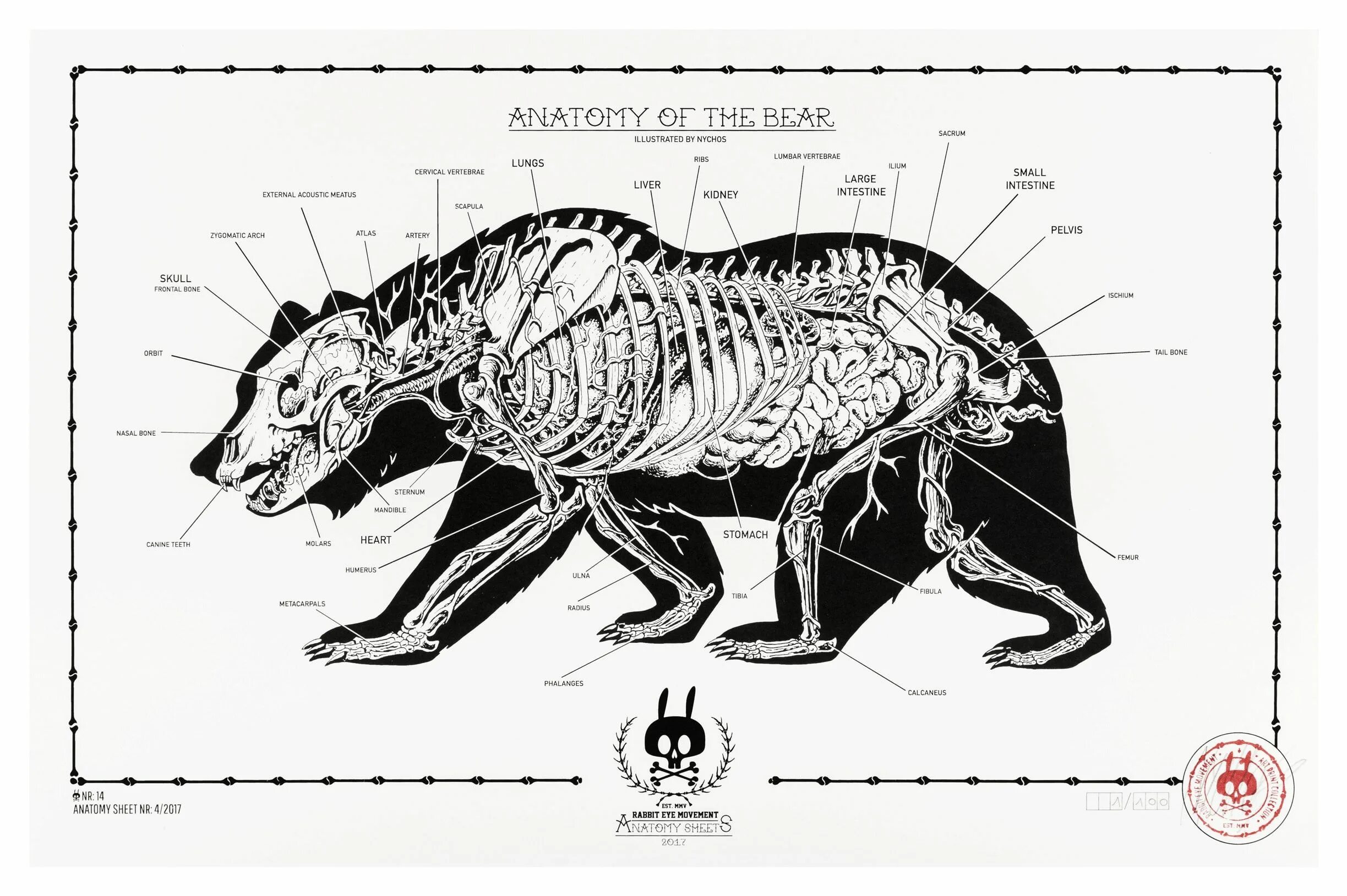 Особенности внутреннего строения медведя. Строение медведя анатомия. Медведь строение тела. Скелет медведя строение.