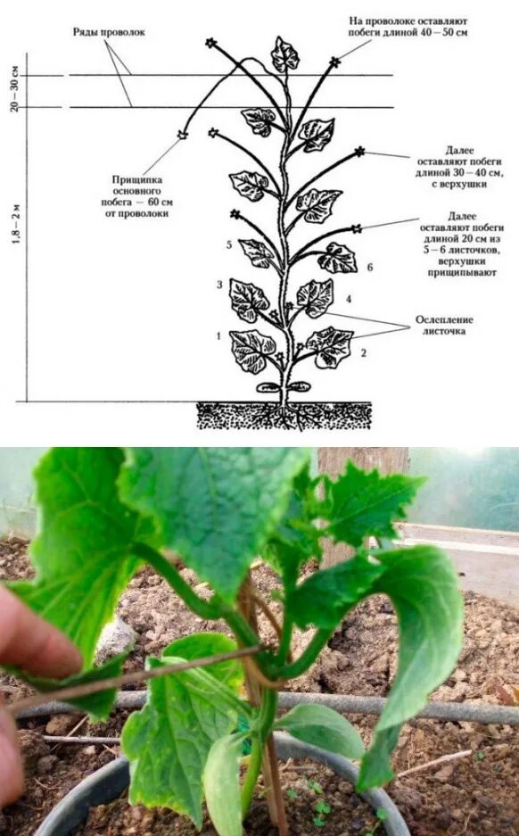 Надо ли прищипывать огурцы. Пасынкование огурцов. Пасынковать огурцы в теплице. Огурцы пасынкование и прищипывание в теплице. Пасынкование огурцов в теплице.