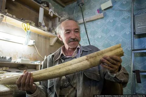 Бивень моржа