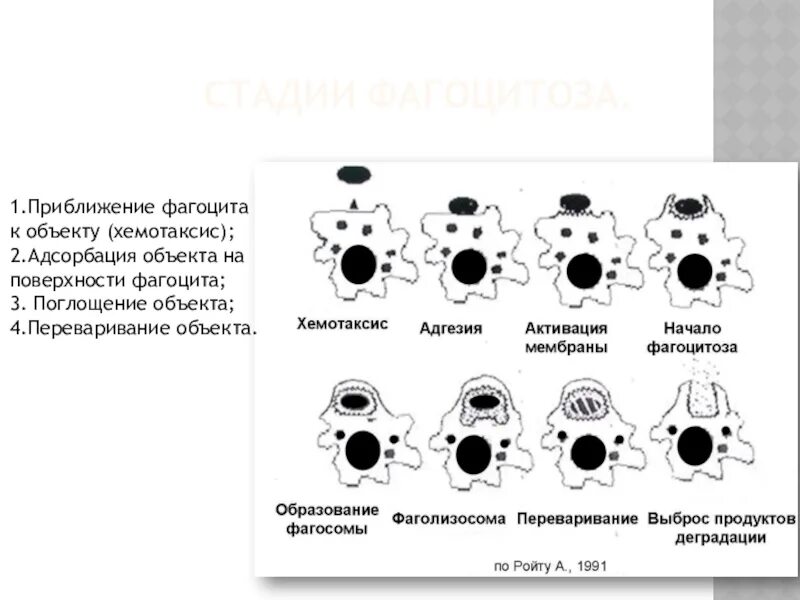 Воспаление фагоцитоз лейкоцит безразличный раздражитель микроворсинка. Процесс фагоцитоза схема. Стадии фагоцитоза микроскоп. 3 Стадии фагоцитоза. Стадии фагоцитоза микробиология.