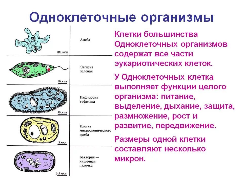 Что состоит из 1 клетки. Протисты строение клетки. Строение одноклеточных бактерий. Эукариотические одноклеточные микроорганизмы. Строение клетки простейших.