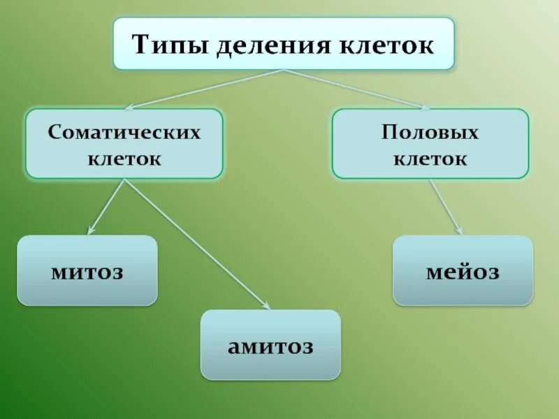 Способы деления клетки митоз. Способы деления клетки митоз мейоз. Типы и способы деления клеток. Способы деления клетки амитоз. Митоз прямое деление клеток