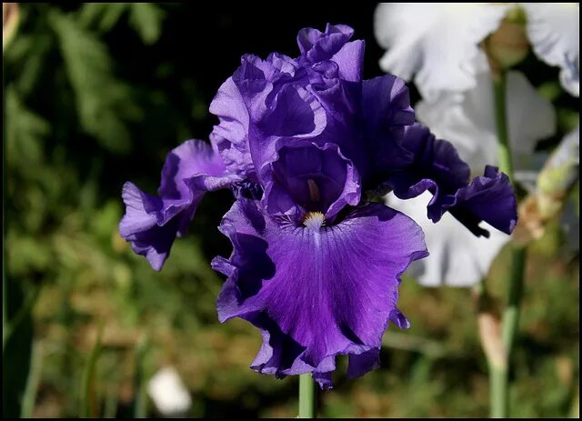 индиго принцесса. ирис indigo princess. ольга чешегорова омск. индиго принцесса. группа индиго принцесса.