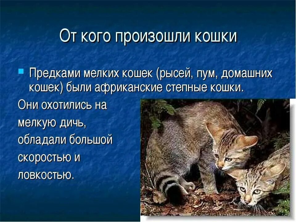 Предок домашней кошки. От кого произошли кошачьи. От кого произошли кошки домашние. Современные кошки. Когда появились 1 кошки