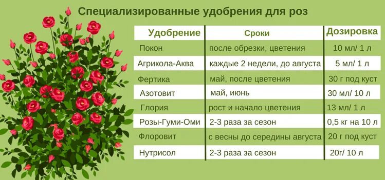 Когда начинают цвести цветы. Таблица подкормок для роз. Таблица подкормок роз с весны до осени. Таблица удобрения розы. График подкормки роз.