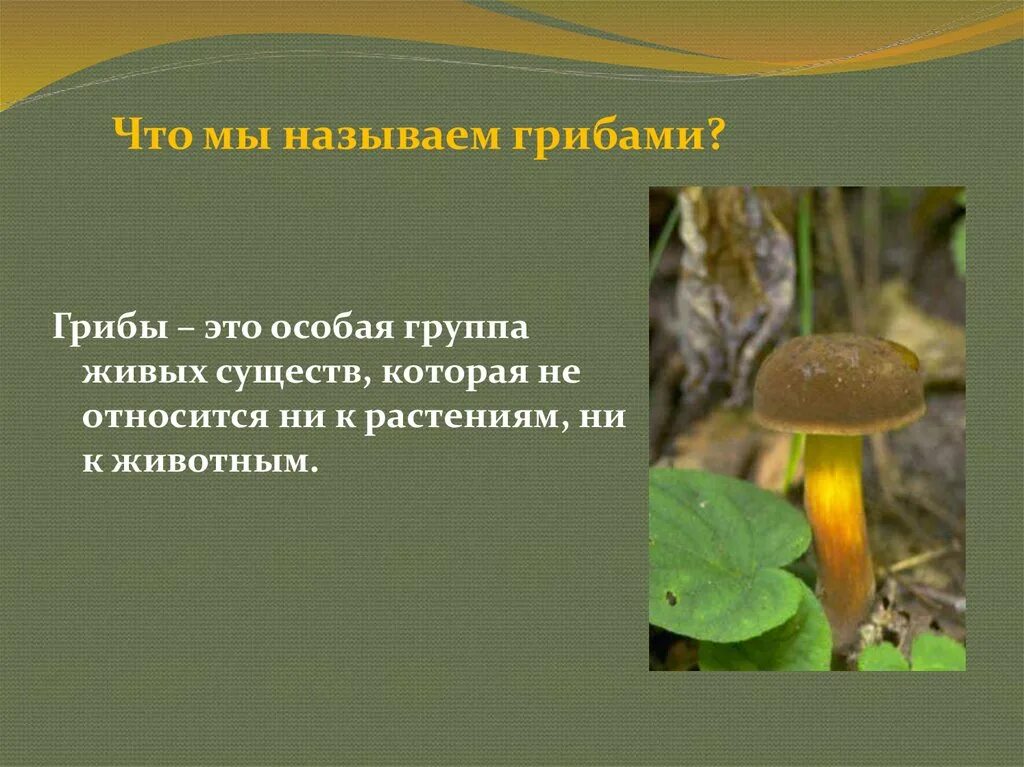 Грибы это особая группа. Гриб. Эти грибы. Гриб это растение или животное. Грибы относятся к растениям.