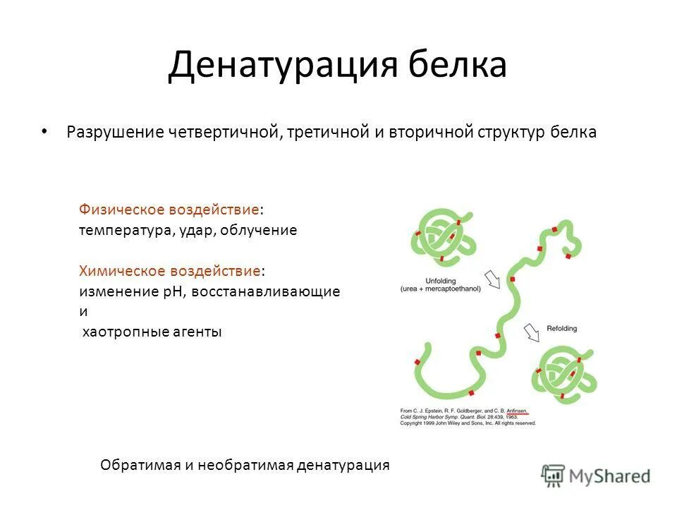 Денатурация белков начинается при температуре. Денатурация белков начинается при температуре