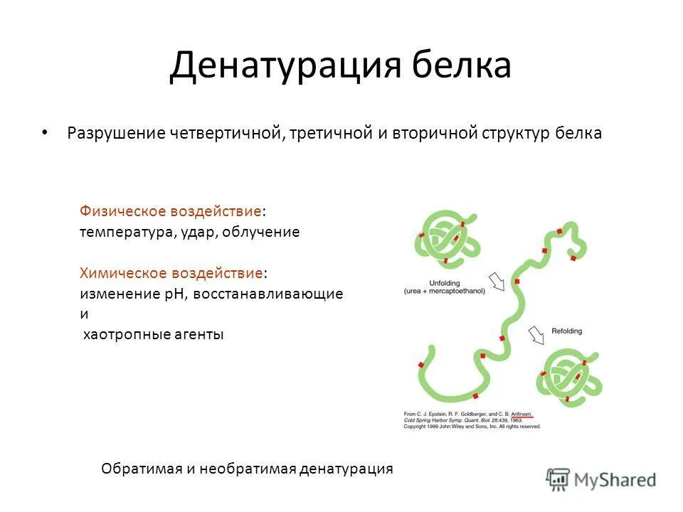 Многообразие белков