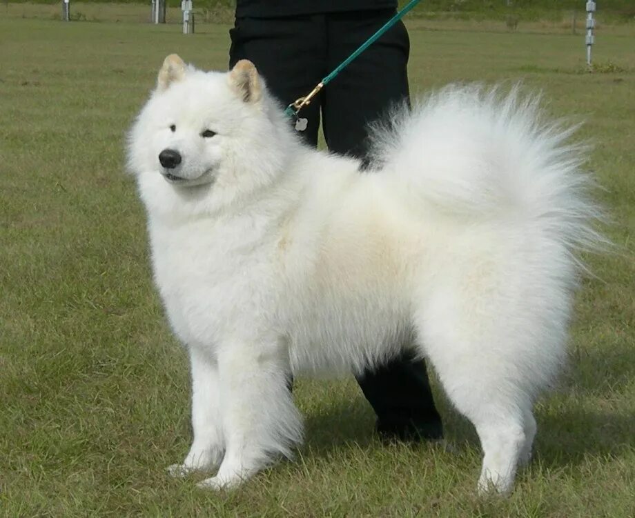 Собака похожая на лайку. Акита белая пушистая. Белая собака похожая на хаски. Собаки пушистые крупные похожи на лайку. Пушистая собака похожая на лайку.