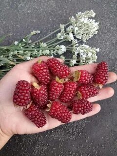 Сорт ежемалины логанберри отзывы