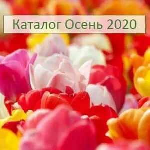 Каталог осень