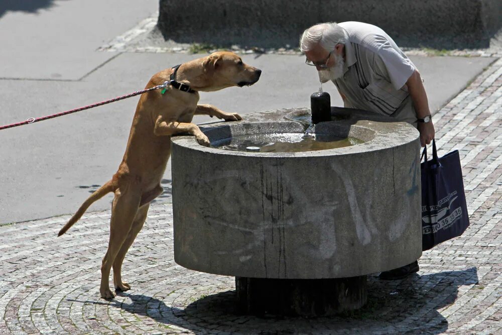 14.250 Stroking puppy Gambar, Foto Stok & Vektor Shutterstock