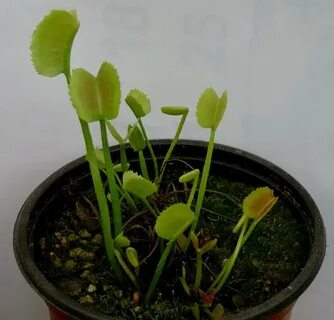 Семена венериной мухоловки