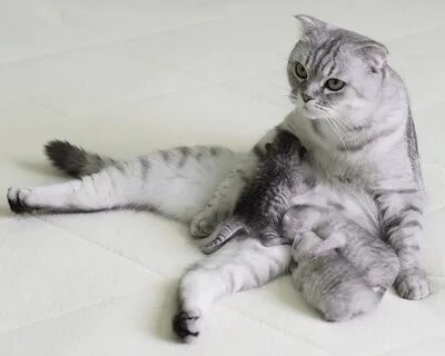 Кошка ходит беременной