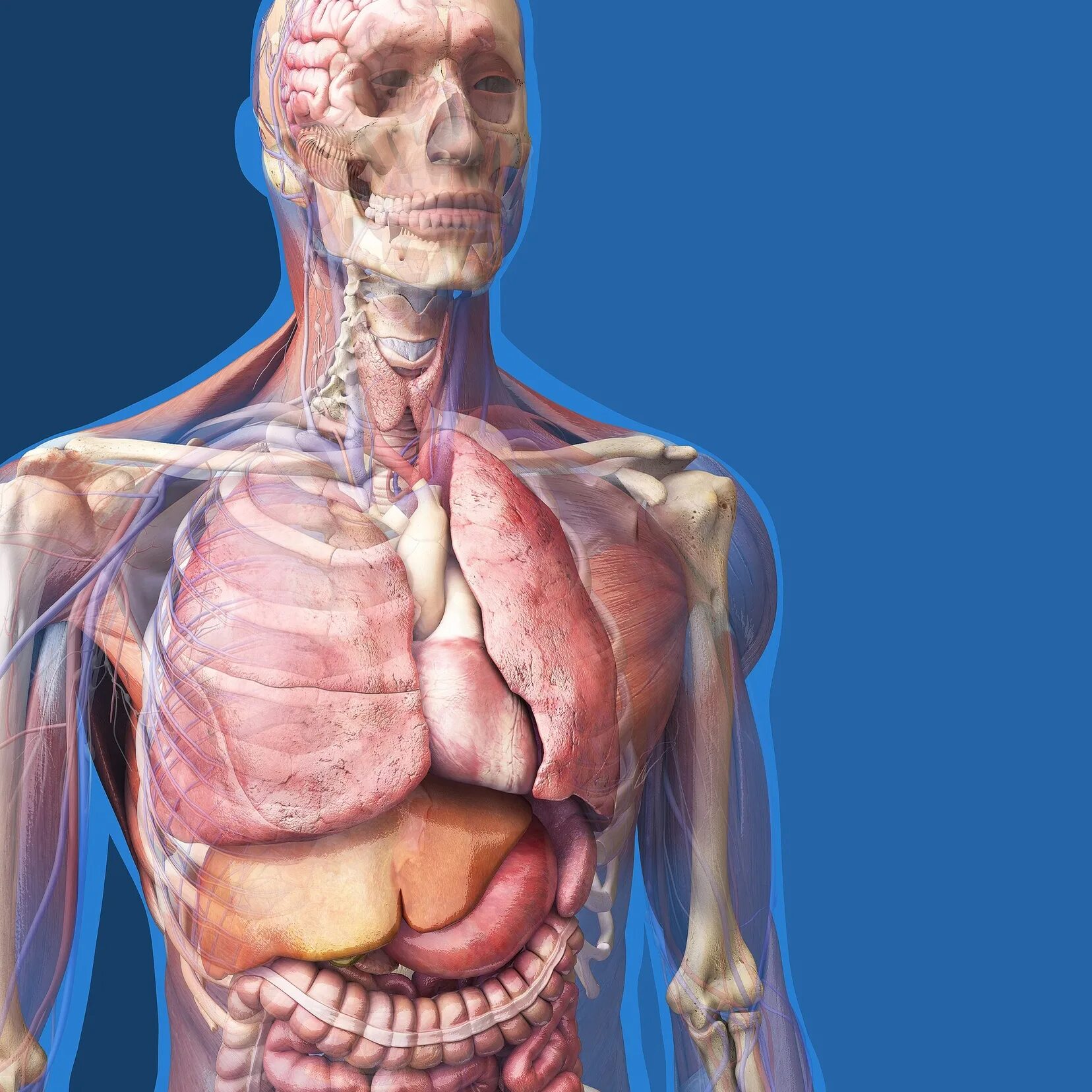 Внутренние органы фото. Человеческий организм анатомия. Анатомия Человекова тела.