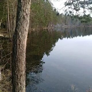Спб яппиля