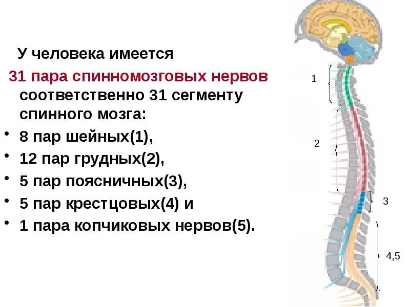 Шейные сегменты спинного мозга. 31 пара нервов спинного мозга. сегменты нервов спинного мозга. 31 сегмент спинномозговых нервов. спинной мозг 31 сегмент пара.
