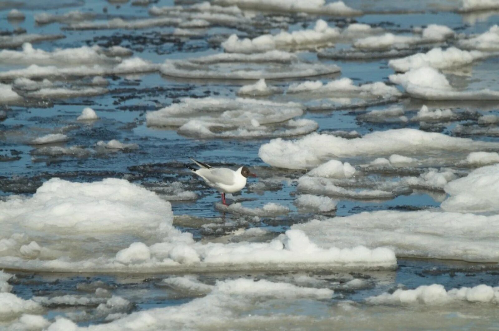 Ледоход лед идет 2. Ледоход на Клязьме. Ледоход на финском заливе. Ледоход птица.