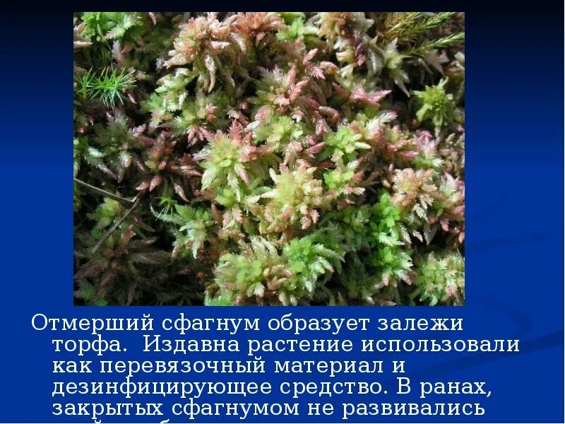 Сообщение как использует мхи человек