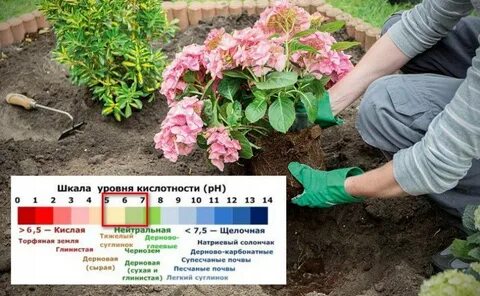 Цветы в грунт в апреле