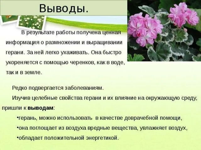 Вегетативное размножение комнатных растений герань. Пеларгония герань с корнем. Герань характеристика стебля. Таблица черенкования пеларгония.