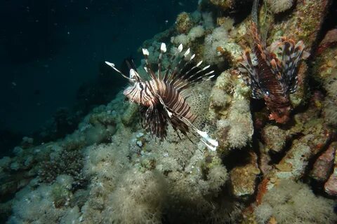 Scorpion diving