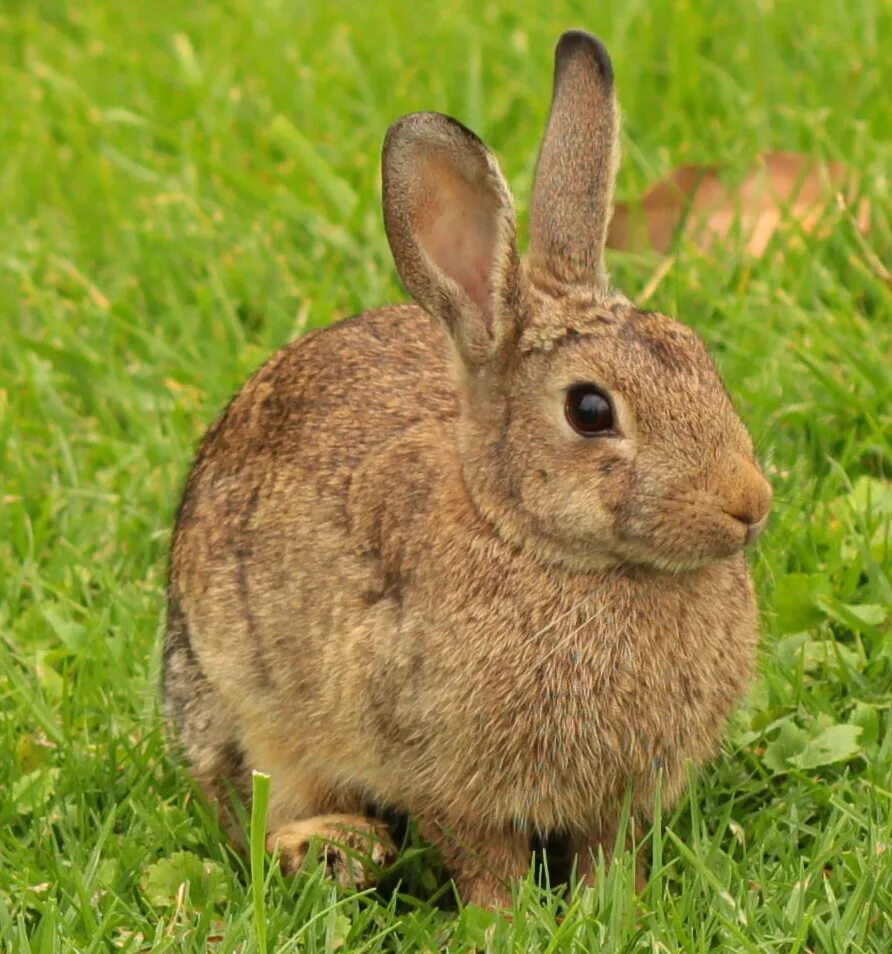 кролики. серый вислоухий кролик. вислоухий баран рыжий. карликовый кролик коричневый. кролики породы браун.