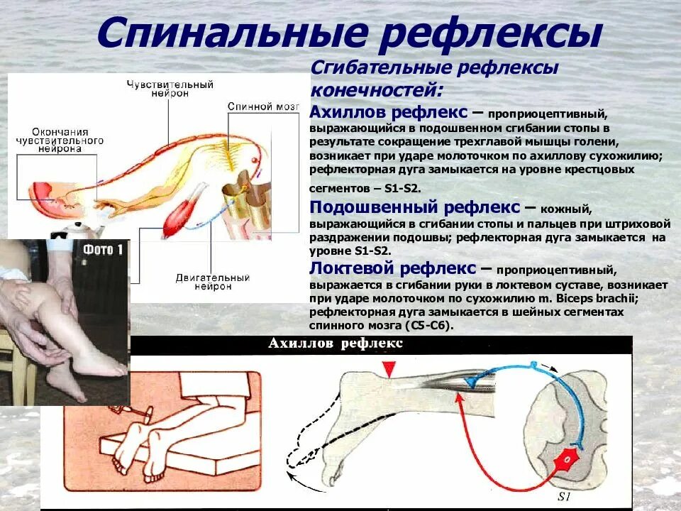 Рефлексы замыкаются