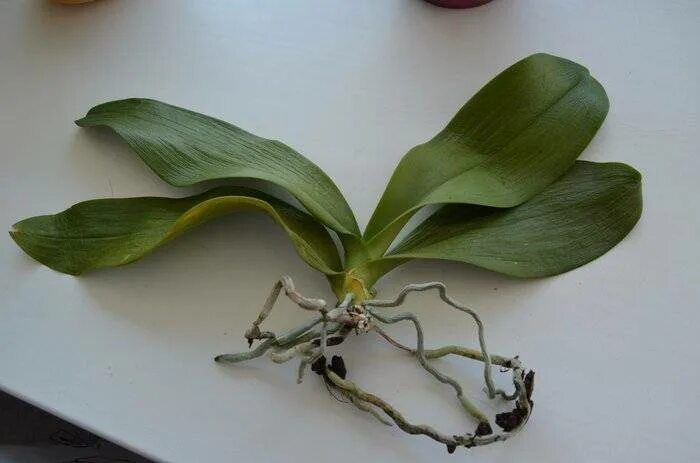 Причина вялых листьев у орхидеи