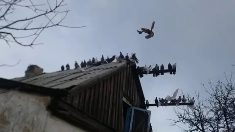 Голубятня на чердаке