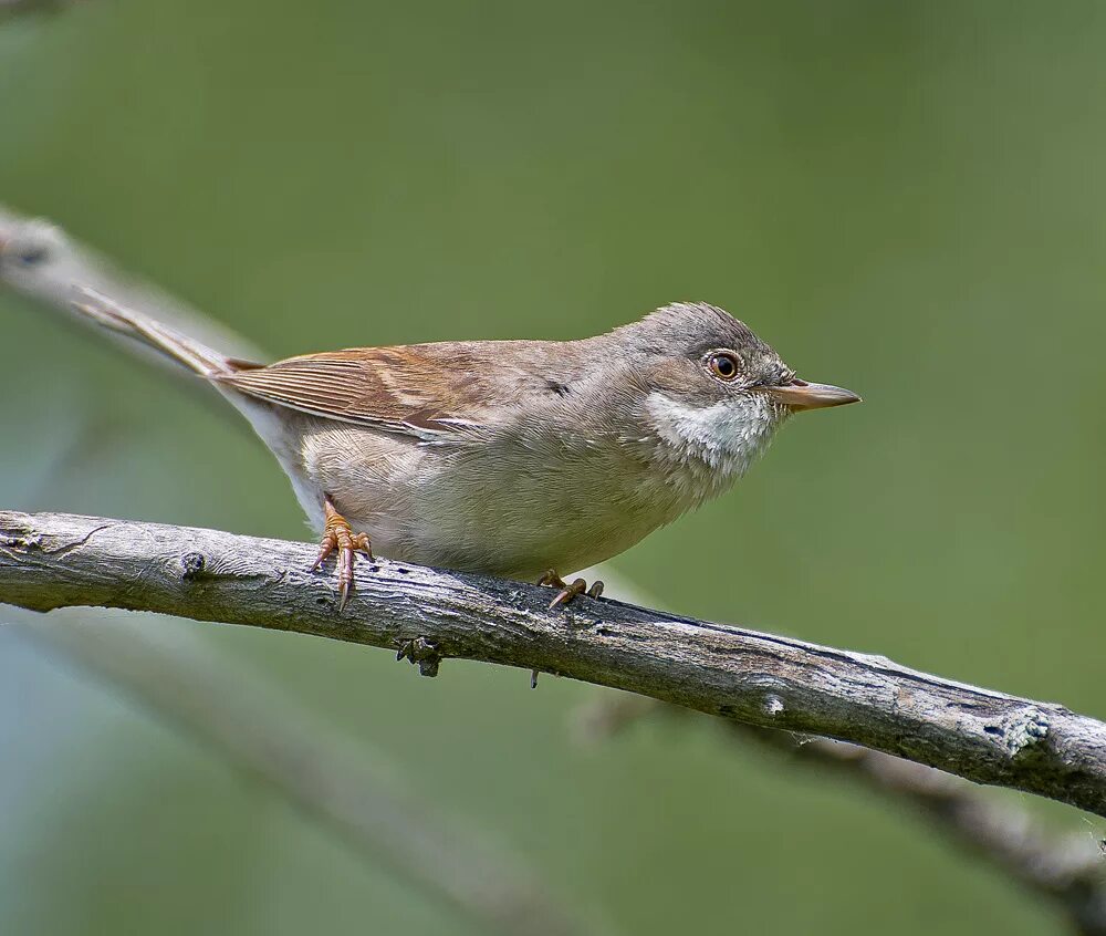 Серая Славка (Sylvia communis). Серая Славка (Sylvia communis) Вики. Славка-завирушка самка. Славка завирушка птица.