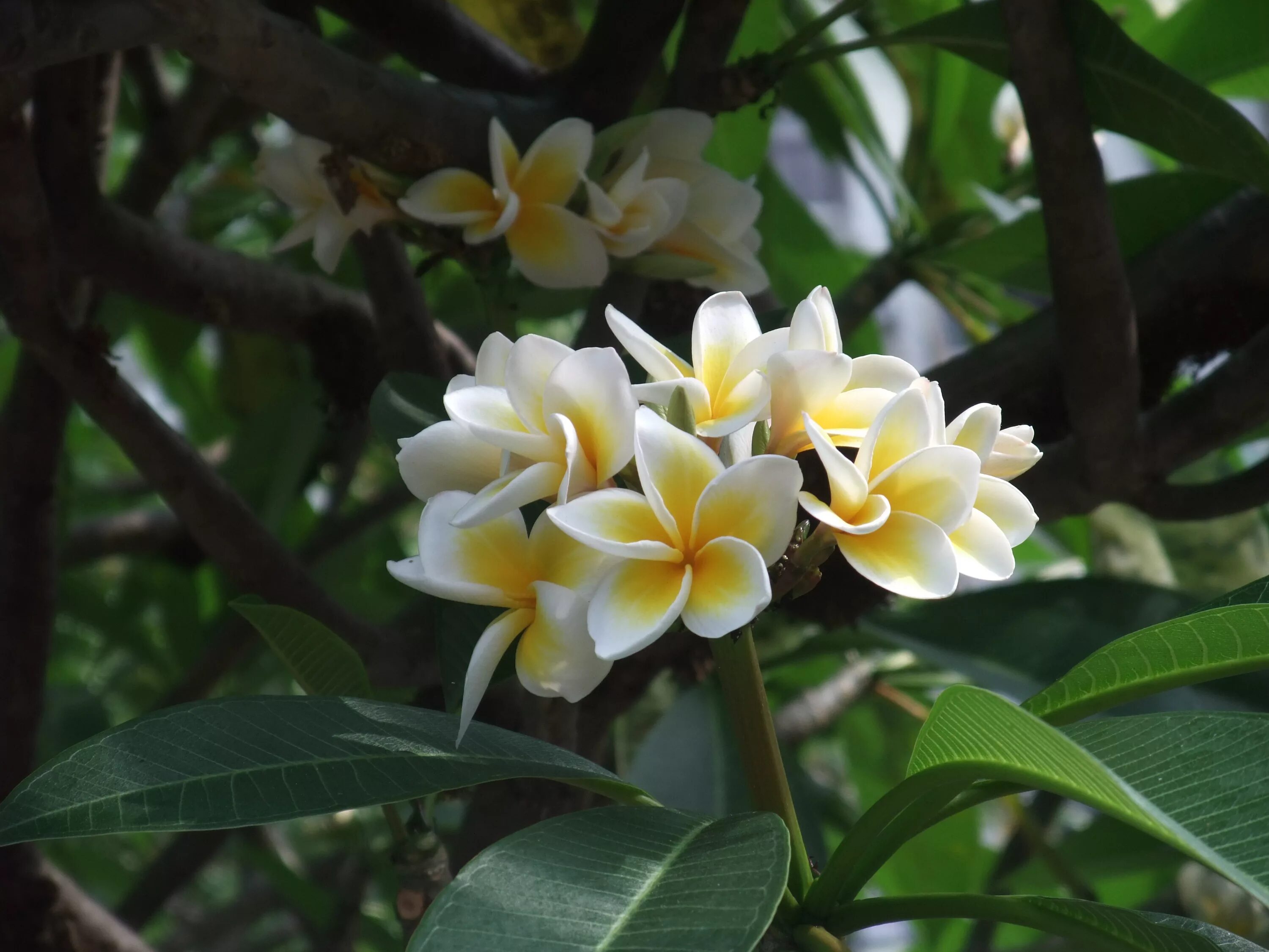 Карисса крупноцветковая. Plumeria alba acutifolia. Растение из кутровых 7 букв. Алламанда silver leaf. Дерево с колючками и белыми цветами.