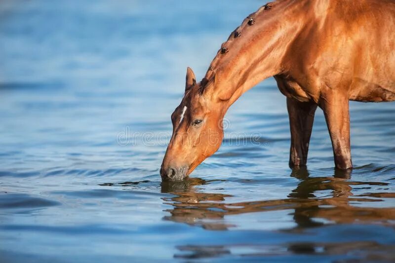 Лошадь пила воду. Лошадь пьет воду. Конь пюьт воду. Красивая лошадь пьёт воду. Лошадь пьет.