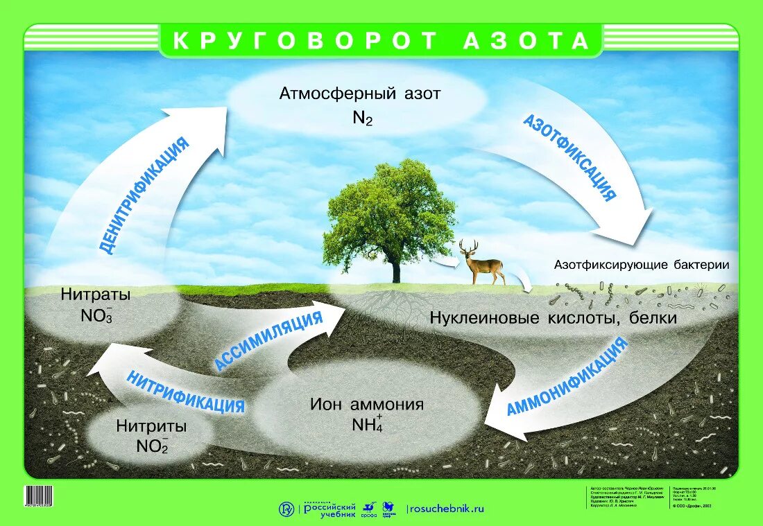 Азот в составе живых организмов. Биогеохимический цикл азота. Биогеохимический ц кл азота. Круговорот азота (по ф.Рамаду, 1981). Схема кругооборота азота в природе.