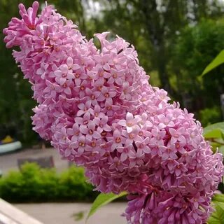 Сирень венгерская фото и описание кустарника