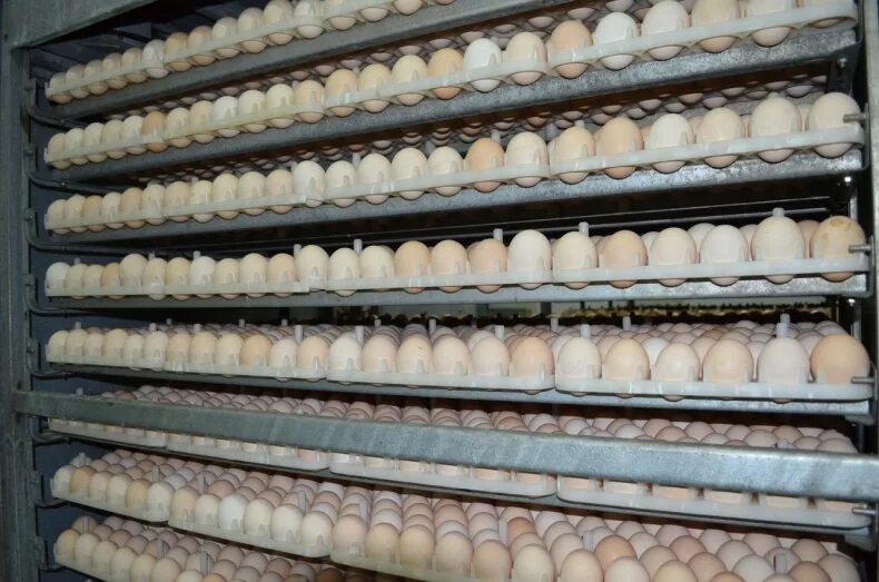 Инкубационное яйцо. Поставки инкубационного яйца. Инкубаторские яйца. Инкубационное яйцо фото. Купить инкубационное яйцо от производителя