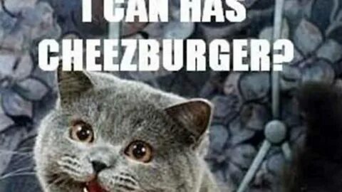 Kitty you can has cheezburger
