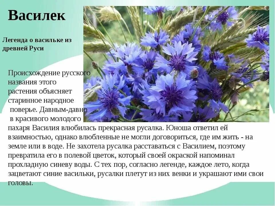 Легенды о растениях и животных