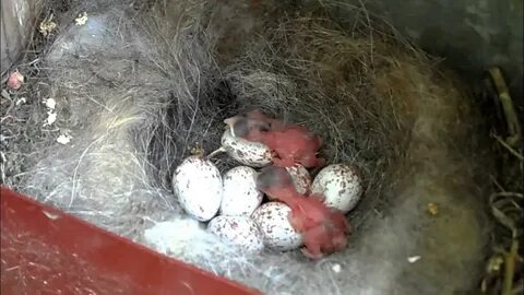Впр по русскому 5 класс птенцы вылупляются