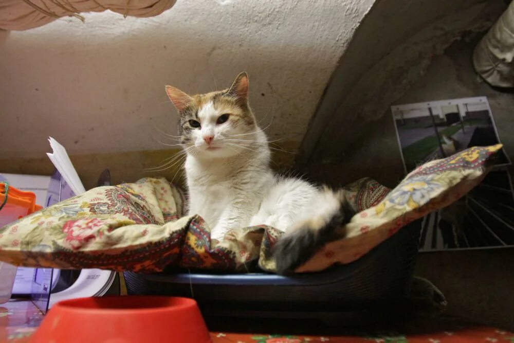 Как жил кот. Жил был кот 2. День мартовского кота. Бросил ради кота. Как жил кот.