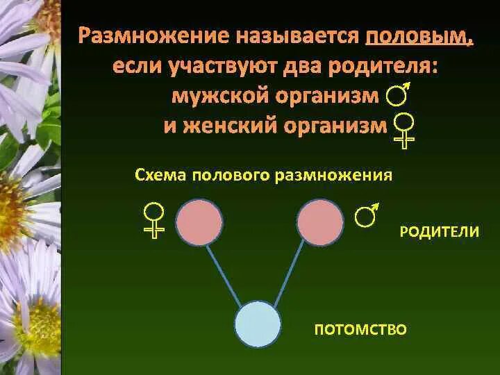 В половом размножении принимают участие. Половое размножение название. Что называют размножением. Какие размножение называют половым. Участвуют два родителя половое размножение.