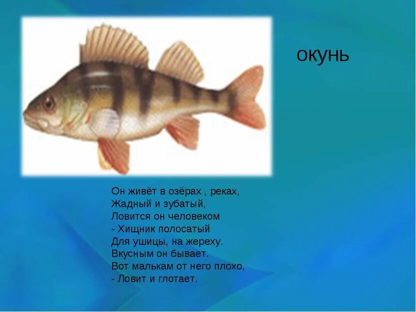 Составь устно описание окуня 1 класс. Загадка про окуня. рассказ про окуня. загадки про речные рыбы для детей. окунь презентация для детей.