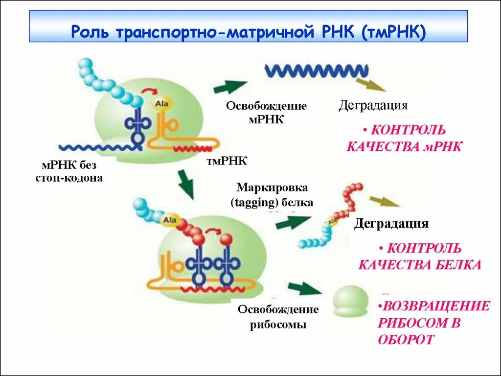 Матричная рнк мрнк. Матричная рнк мрнк