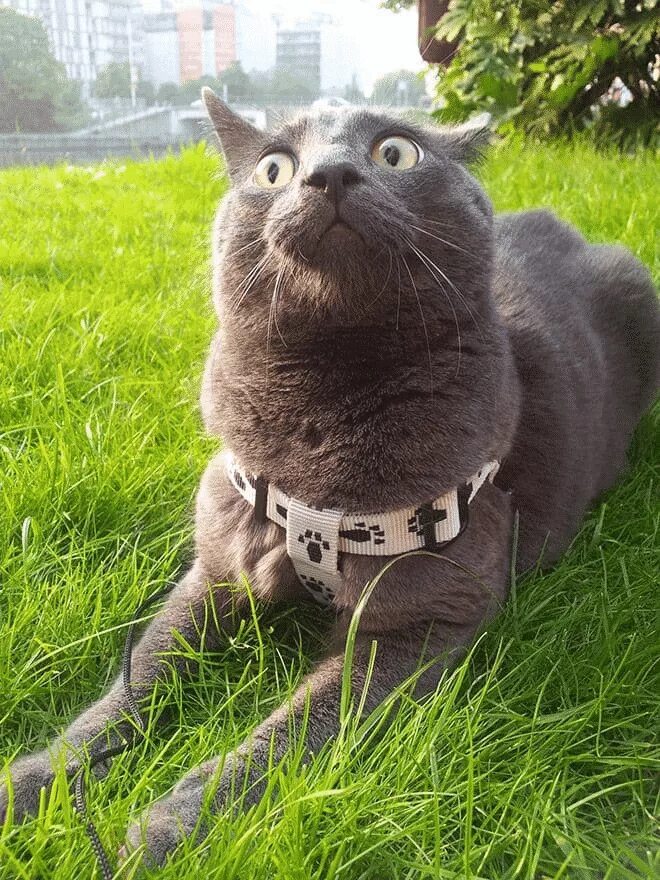 Кот очень долго. Прикольные коты. смешной кот. угарные коты. веселый котик.