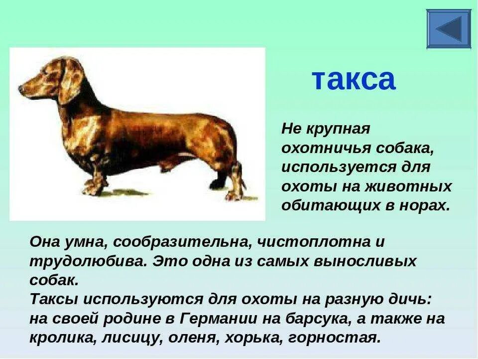 Рассказ о породе о породе такса. Такса порода собак доклад. Такса научный текст. Рассказ о породе собак такса. Рассказы про породы