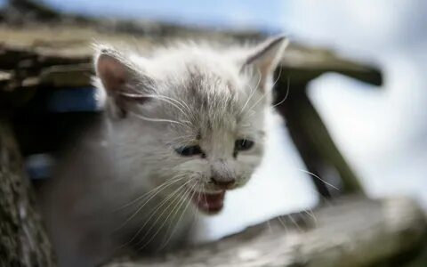 Плачущий котенок картинки